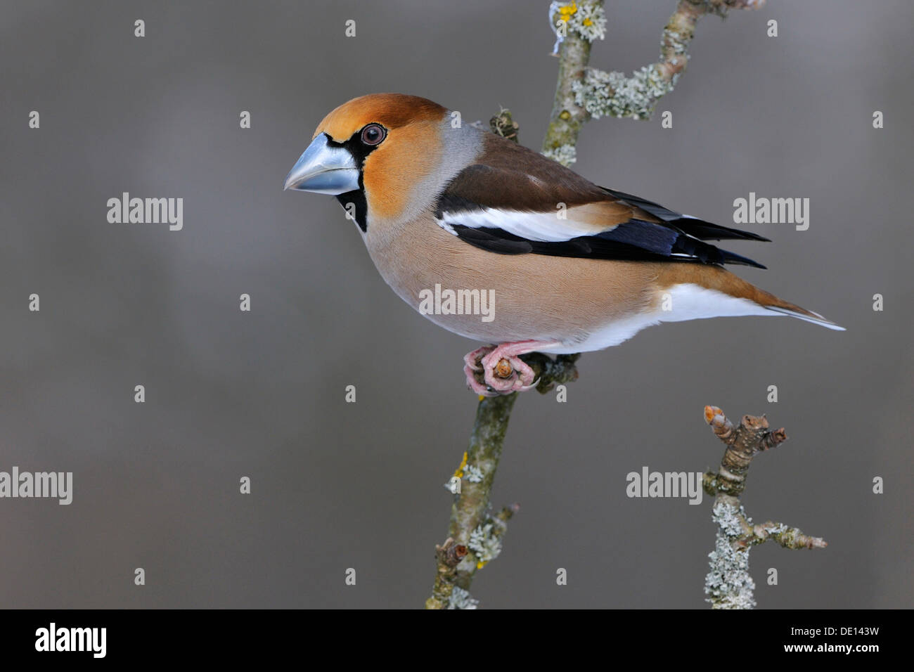 Hawfinch (Coccothraustes coccothraustes), male in breeding plumage, perched on apple tree branch, UNESCO Biosphere Reserve Stock Photo