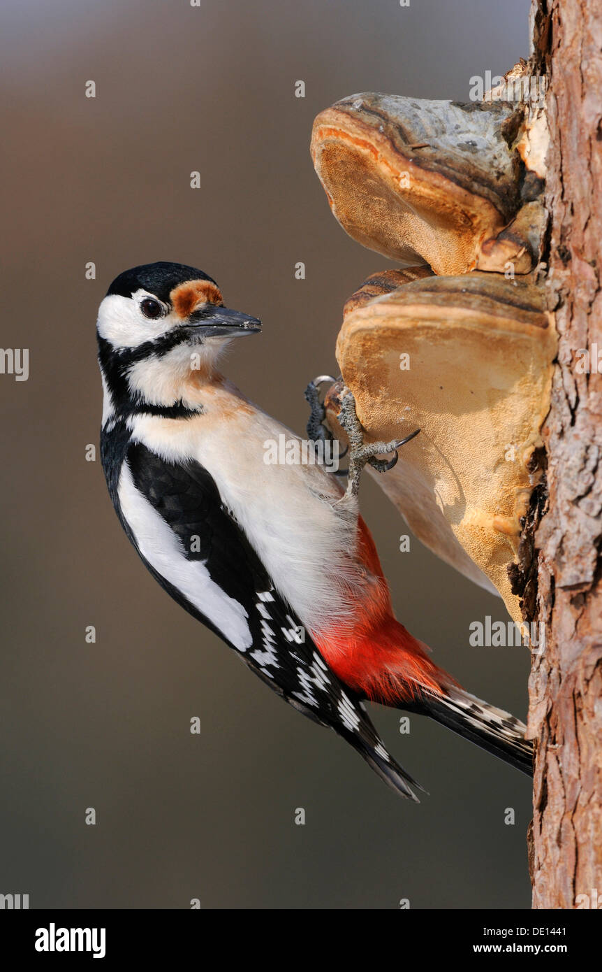 Great Spotted Woodpecker (Dendrocopos major), male, at his anvil on birch tree, UNESCO Biosphere Reserve, Swabian Alb Stock Photo