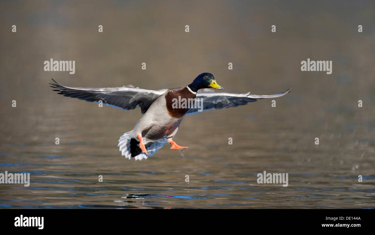 Mallard or Wild duck (Anas platyrhynchos), drake landing Stock Photo