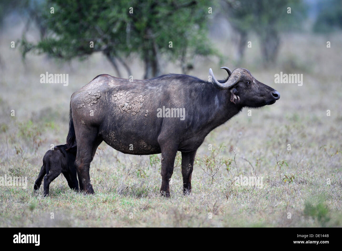 African buffalo (Syncerus caffer), cow suckling newborn calf, Lake Nakuru National Park, Kenya, East Africa, Africa Stock Photo
