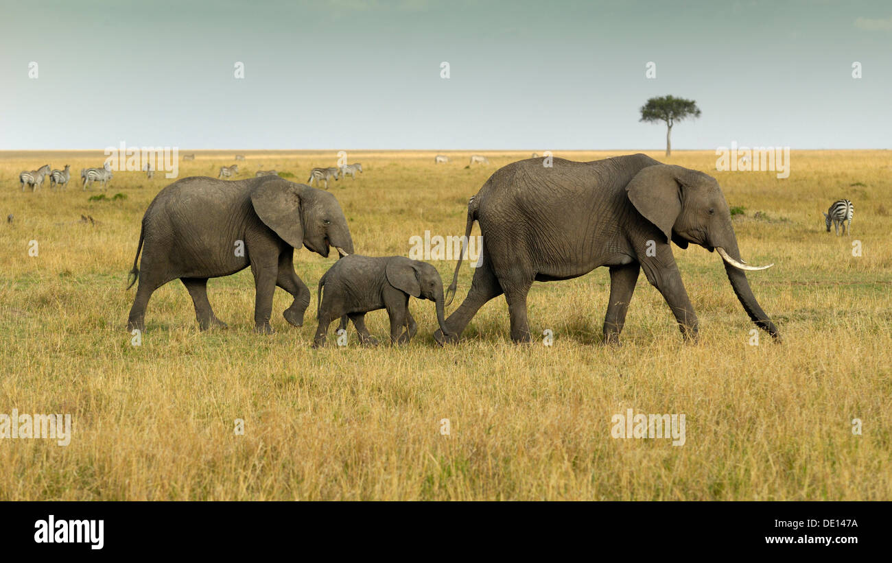 African Bush Elephant (Loxodonta africana), group with newborn calf wandering landscape with stormy sky Stock Photo