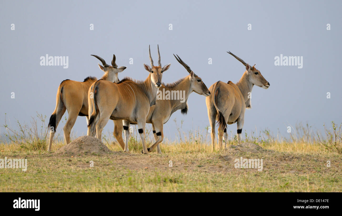 Common Eland, Southern Eland (Taurotragus oryx), herd wandering landscape, Masai Mara National Reserve, Kenya, East Africa Stock Photo