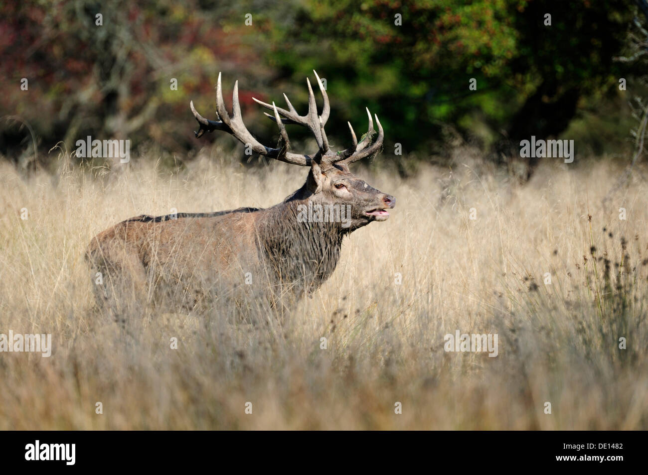 Red deer (Cervus elaphus), rutting stag, Jaegersborg, Denmark, Scandinavia, Europe Stock Photo