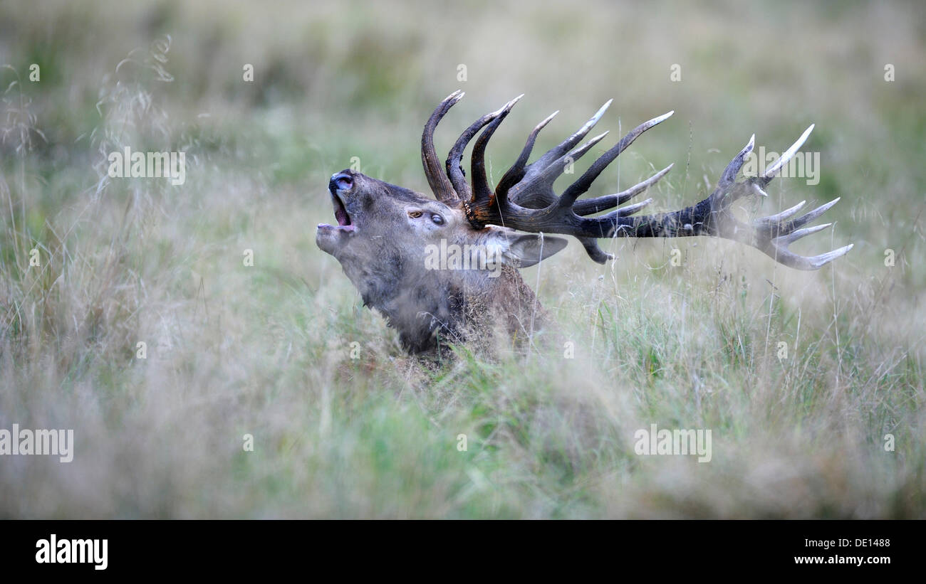 Red deer (Cervus elaphus), royal stag, rutting stag, old bull, roaring, Jaegersborg, Denmark, Scandinavia, Europe Stock Photo