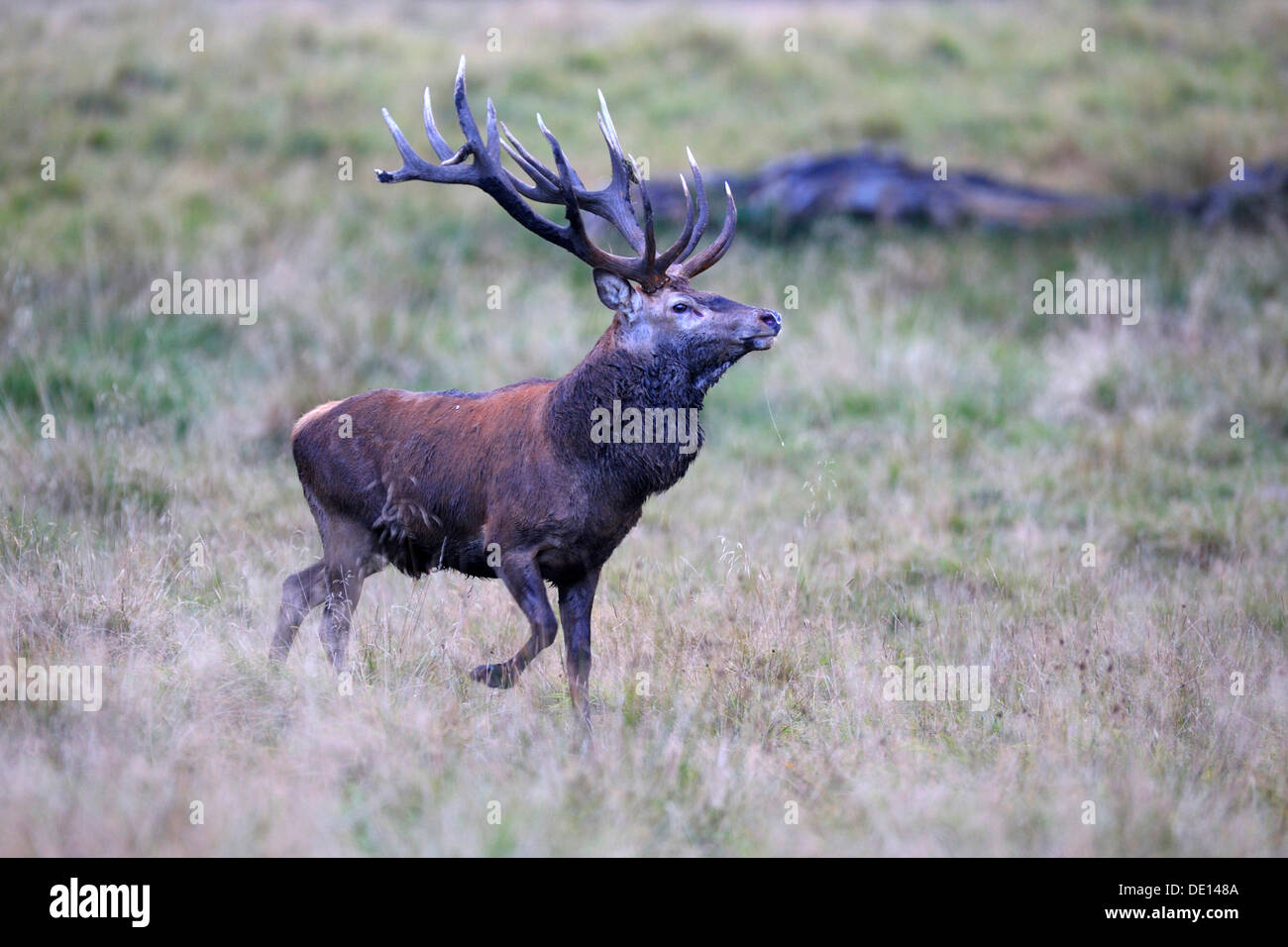 Red deer (Cervus elaphus), royal stag, rutting stag, old bull, showing off, Jaegersborg, Denmark, Scandinavia, Europe Stock Photo