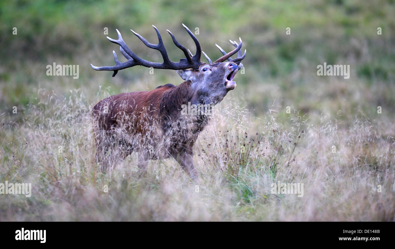 Red deer (Cervus elaphus), royal stag, rutting stag, old bull, roaring, Jaegersborg, Denmark, Scandinavia, Europe Stock Photo