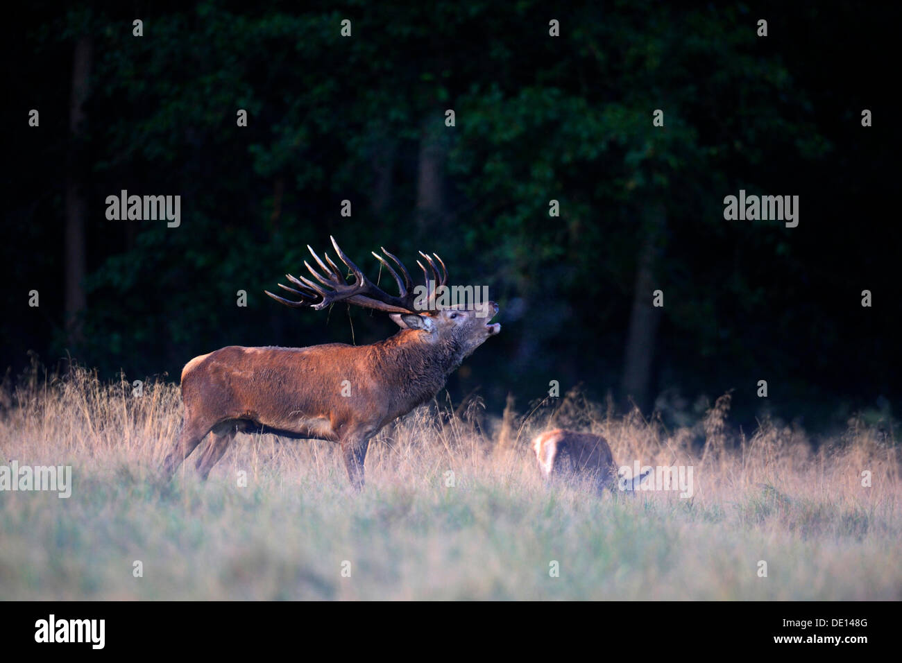 Red deer (Cervus elaphus) ), rutting stag, old bull, roaring, stag with doe on a September morning, ground fog, hind Stock Photo