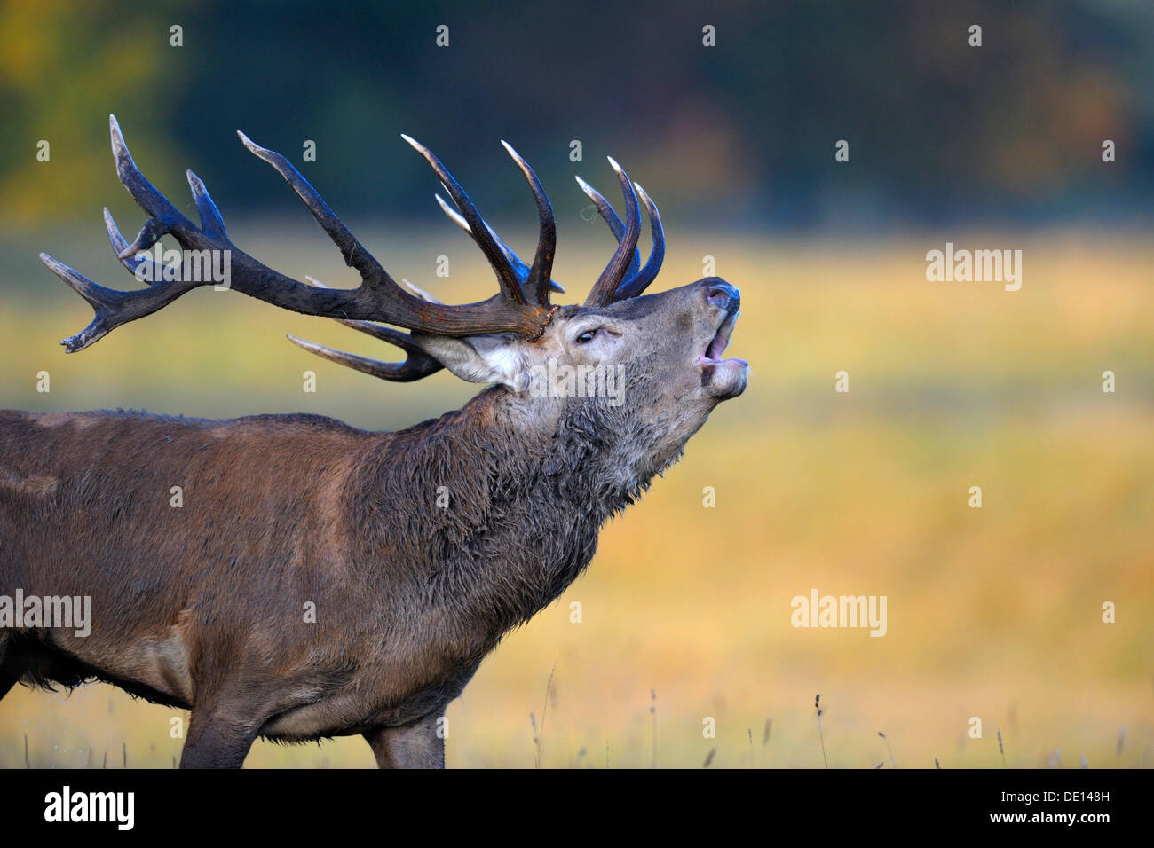 Red deer (Cervus elaphus), royal stag roaring, portrait, Jaegersborg, Denmark, Scandinavia, Europe Stock Photo