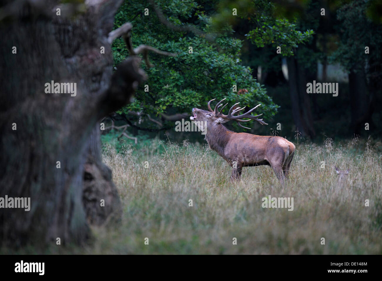 Red deer (Cervus elaphus), rutting stag roaring, Jaegersborg, Denmark, Scandinavia, Europe Stock Photo
