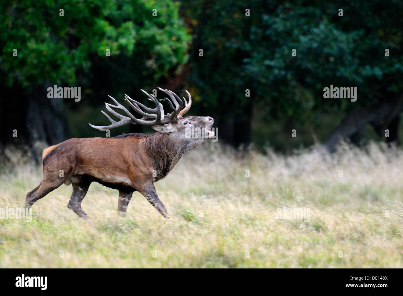 Red deer (Cervus elaphus), rutting stag roaring, Jaegersborg, Denmark, Scandinavia, Europe Stock Photo