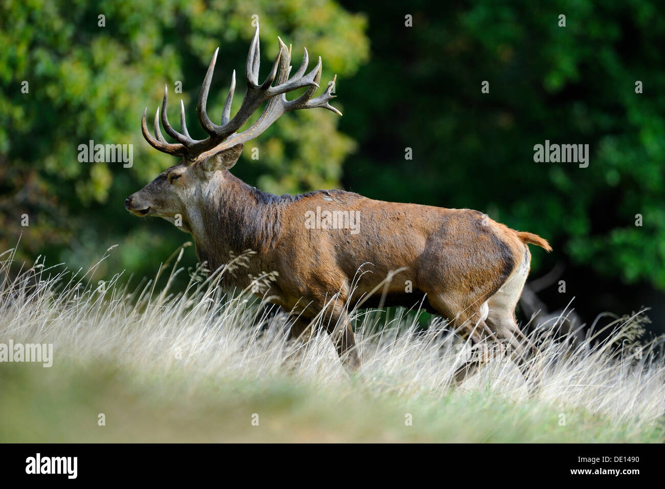 Red deer (Cervus elaphus), rutting stag, Jaegersborg, Denmark, Scandinavia, Europe Stock Photo