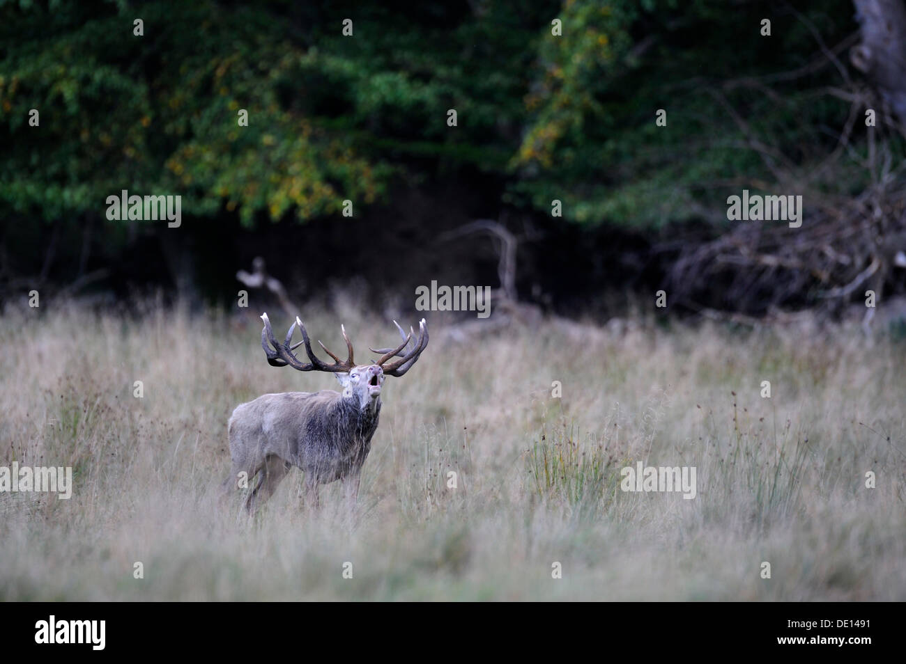 Red deer (Cervus elaphus), rutting stag, roaring, white morph, Jaegersborg, Denmark, Scandinavia, Europe Stock Photo