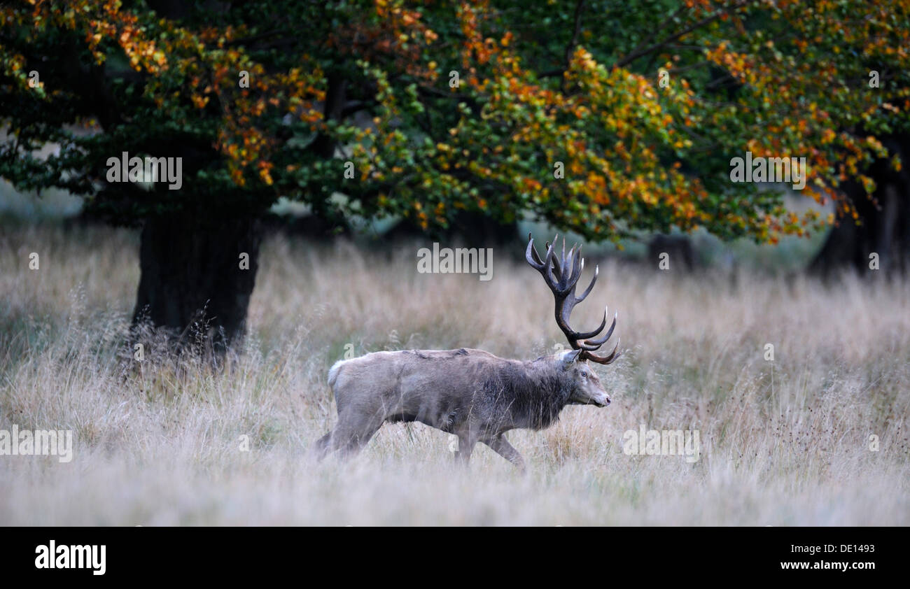 Red deer (Cervus elaphus), rutting stag, white morph, Jaegersborg, Denmark, Scandinavia, Europe Stock Photo