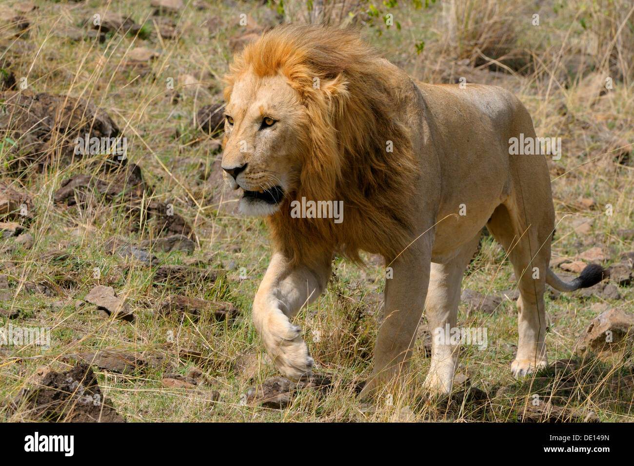 Adult male lion hi-res stock photography and images - Alamy