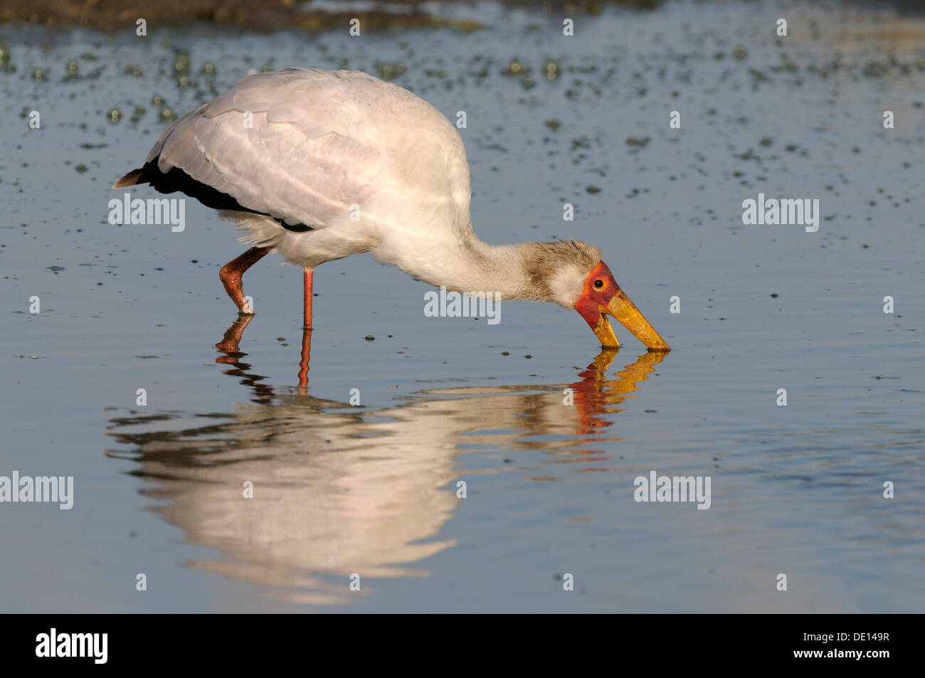 Yellow-billed Stork (Mycteria ibis), foraging, Masai Mara National Reserve, Kenya, Africa Stock Photo