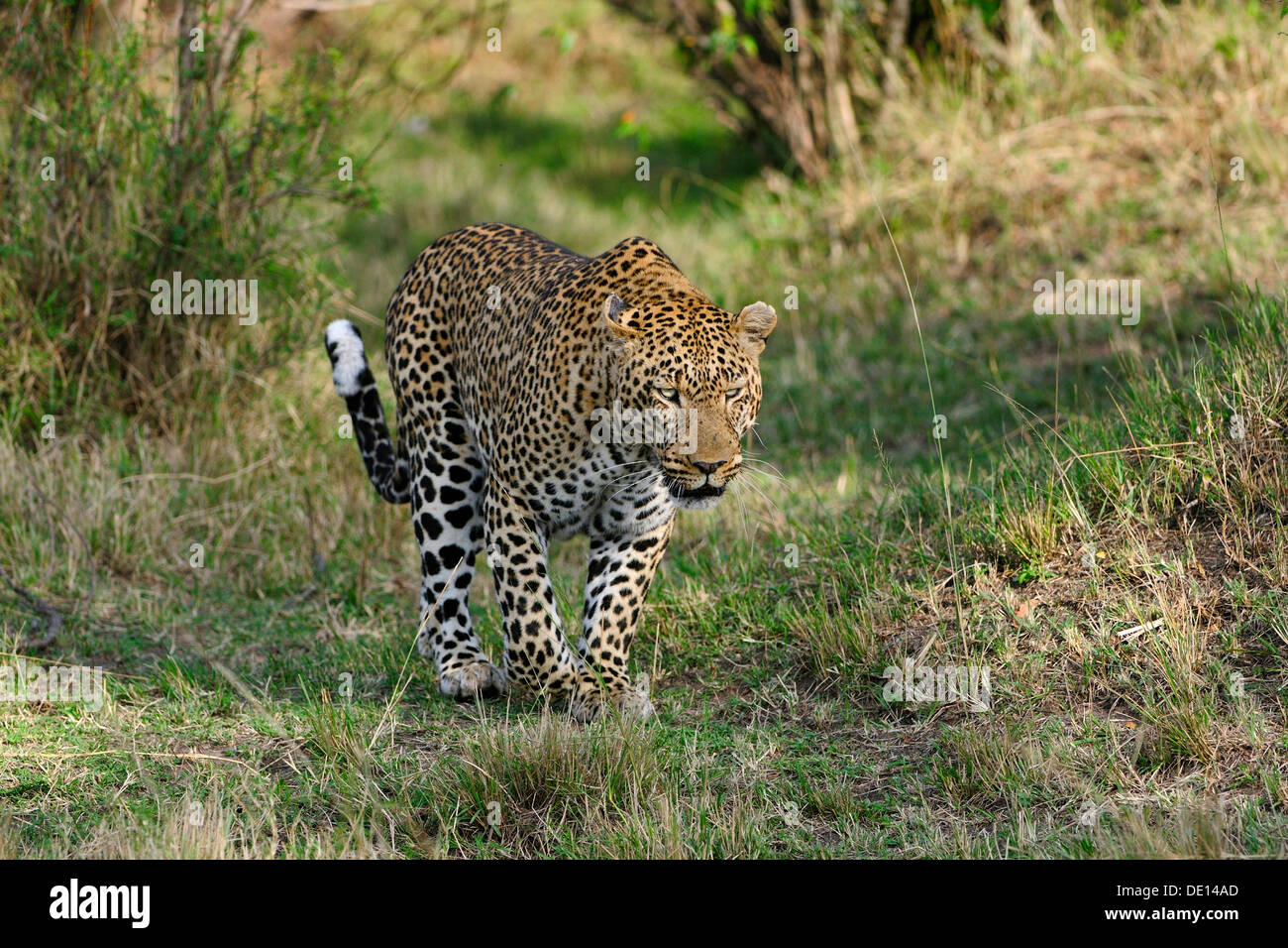 Leopard (Panthera pardus), male, Masai Mara National Reserve, Kenya, Africa Stock Photo