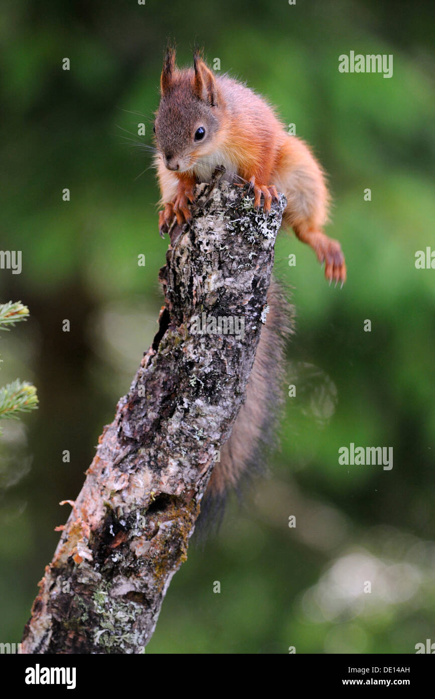 European squirrel (Sciurus vulgaris), Karelia, Eastern Finland, Finland, Europe Stock Photo