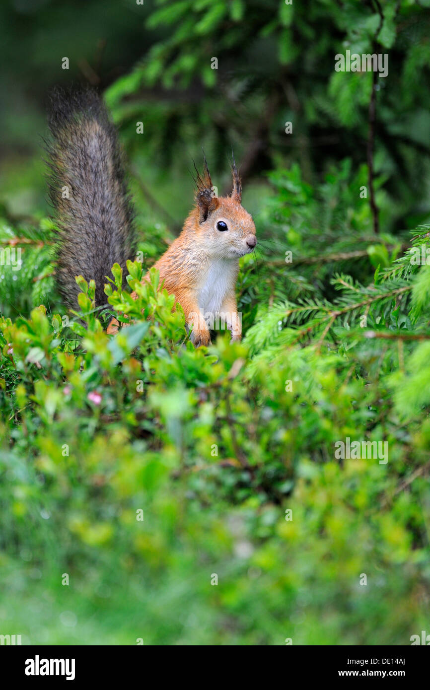 Squirrel (Sciurus vulgaris), Karelia, Eastern Finland, Finland, Europe Stock Photo