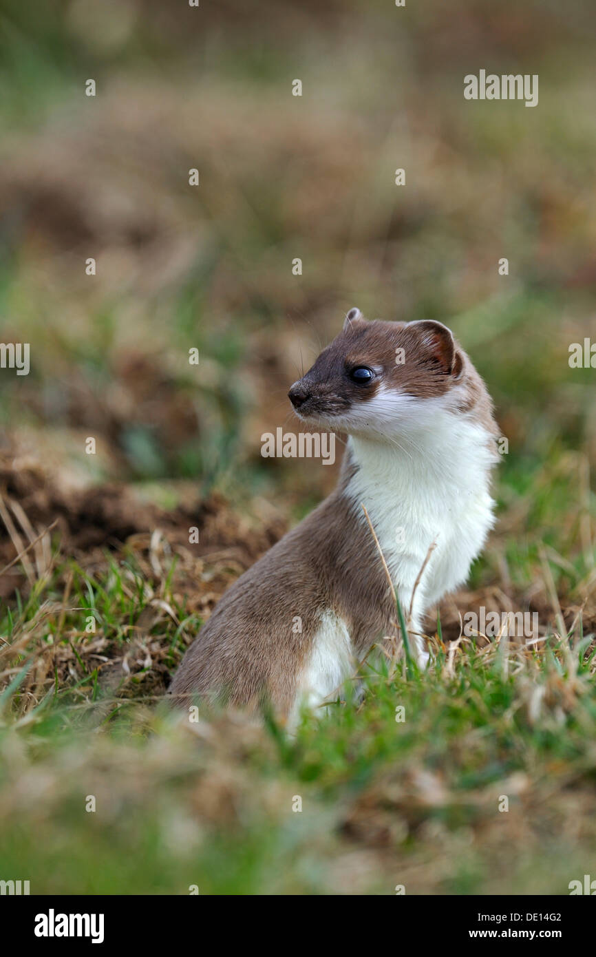 Stoat, ermine or short-tailed weasel (Mustela erminea), in summer coat, guardingly looking out of its burrow, Stock Photo