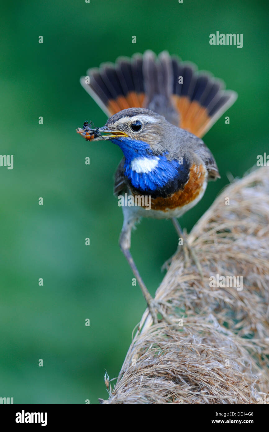 White-spotted Bluethroat (Luscinia svecica cyanecula), sitting on a reed with food in its beak, Donauauen, Bavaria Stock Photo