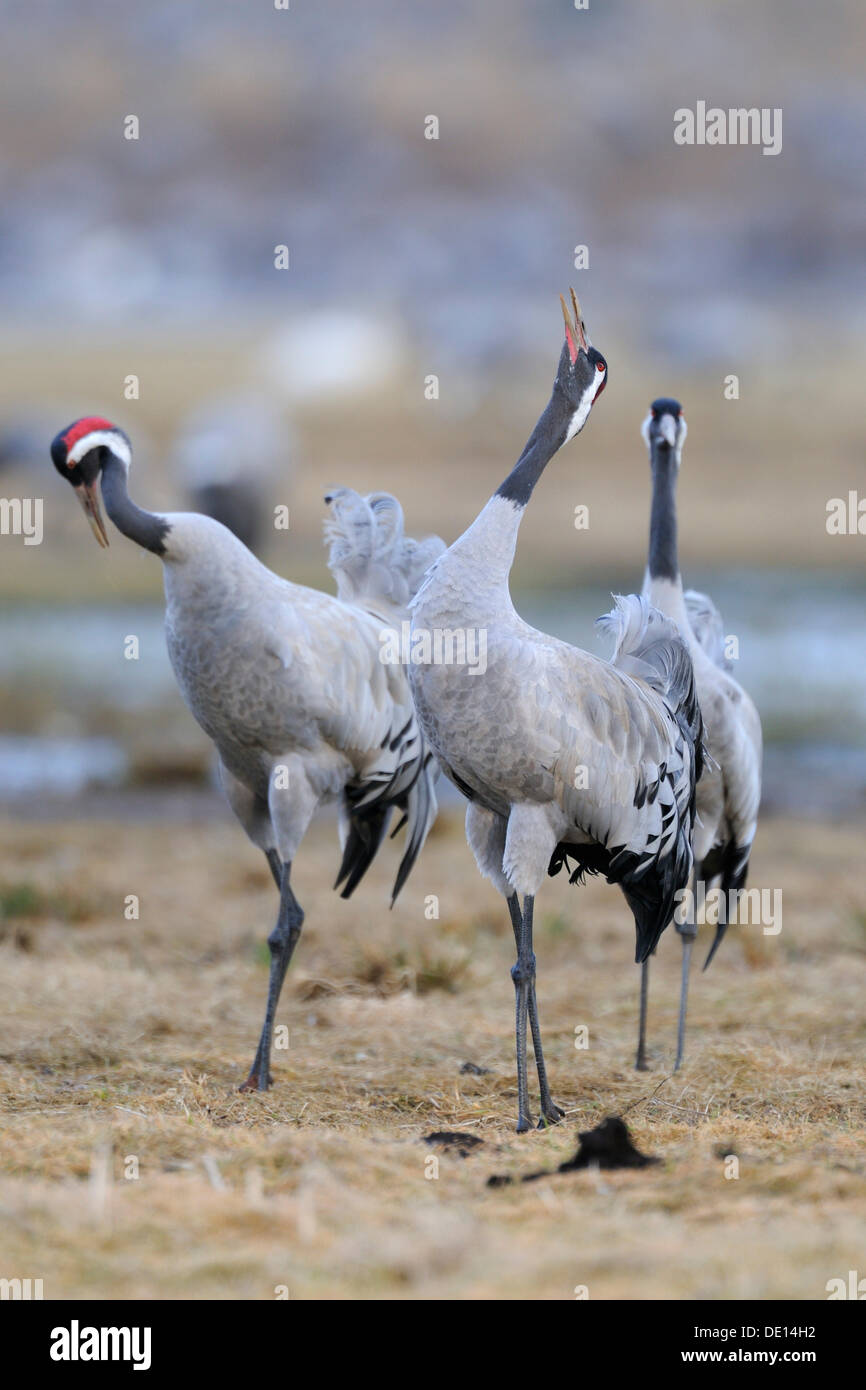 Common or Eurasian Cranes (Grus grus), at roost, birds calling, Lake Hornborga, Hornborgasjoen, Vaestergoetland, Sweden Stock Photo