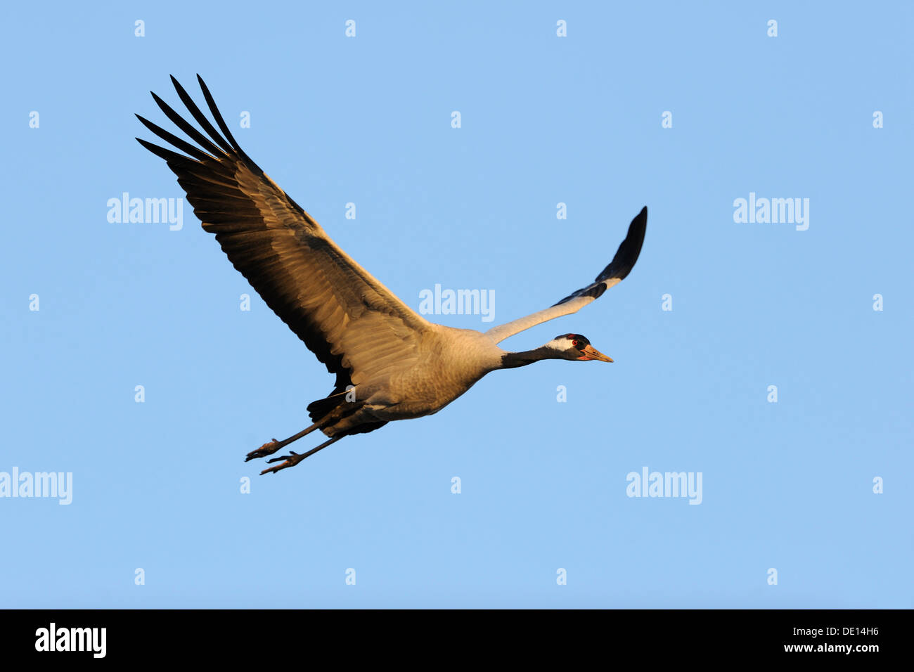 Common or Eurasian Crane (Grus grus), in flight, Lake Hornborga, Hornborgasjoen, Vaestergoetland, Sweden, Scandinavia, Europe Stock Photo