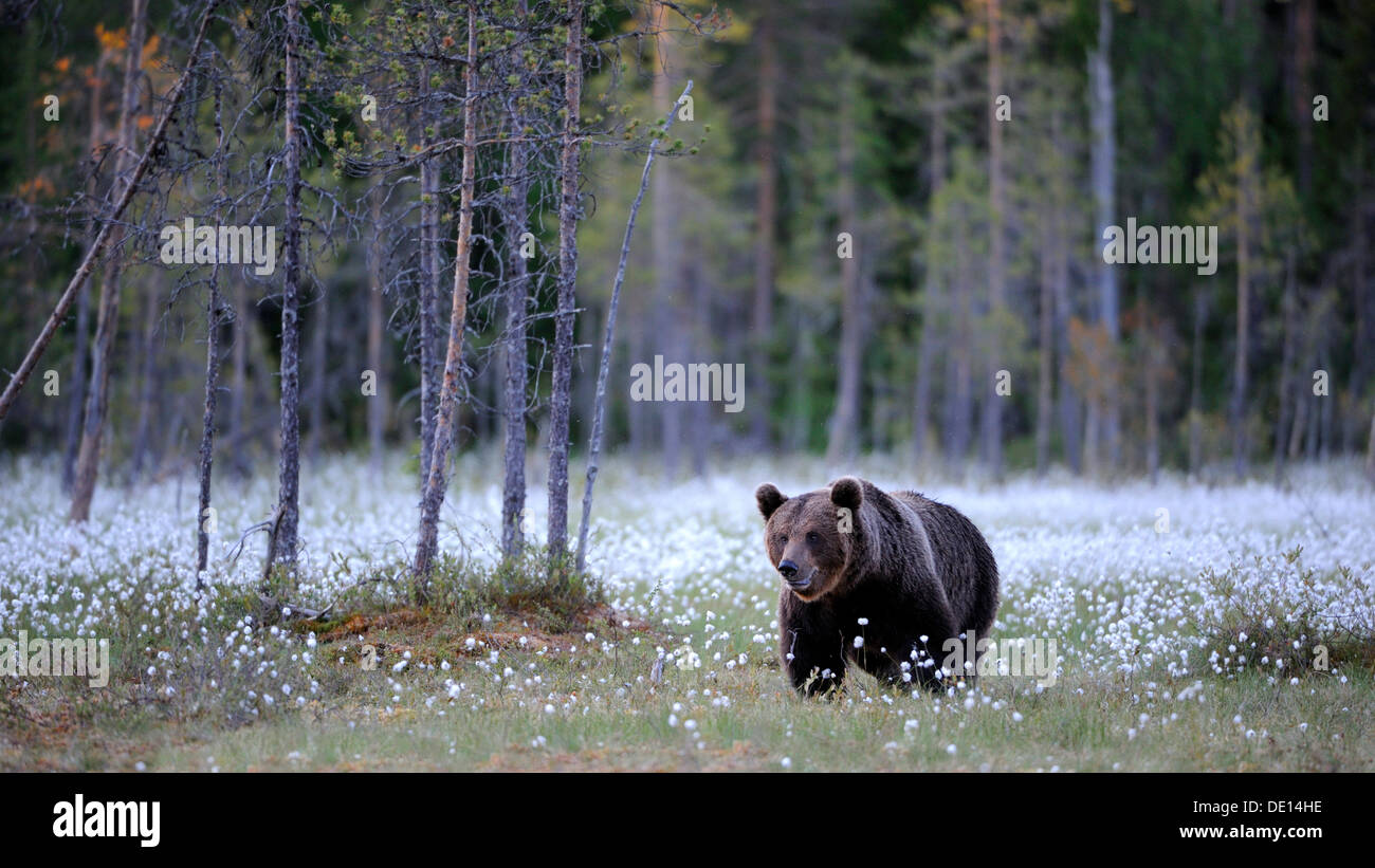 Brown bear (Ursus arctos), Finnish marshland with cotton grass, Karelia, eastern Finland, Finland, Scandinavia, Europe Stock Photo