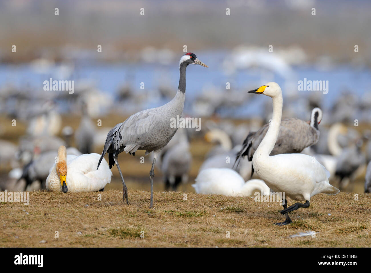 Whooper Swans (Cygnus cygnus) and cranes (Grus grus), rest area, Hornborgasjoen, Vaestergoetland, Sweden, Scandinavia, Europe Stock Photo