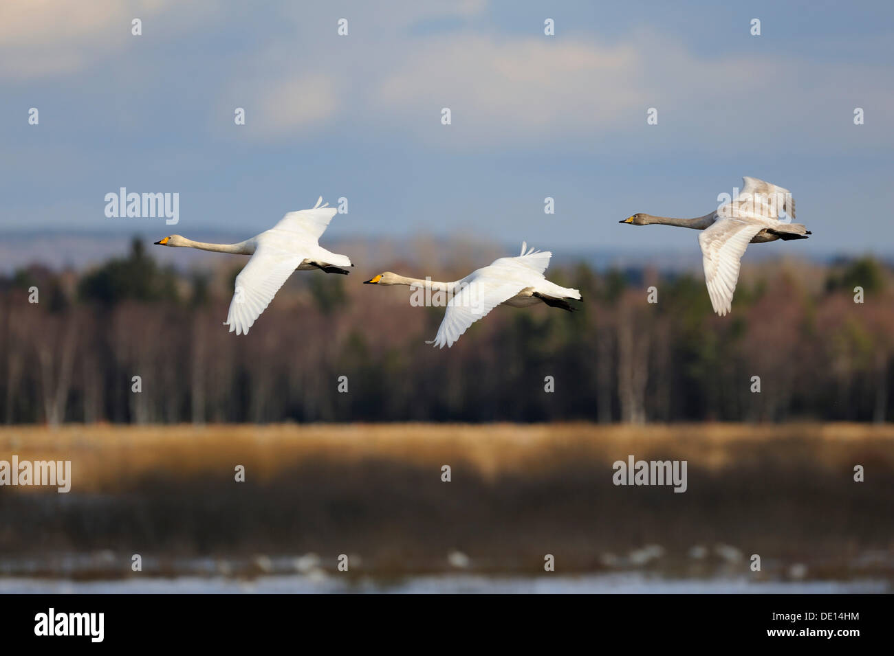 Whooper swans (Cygnus cygnus), flying animal family, Hornborgasjoen, Vaestergoetland, Sweden, Scandinavia, Europe Stock Photo