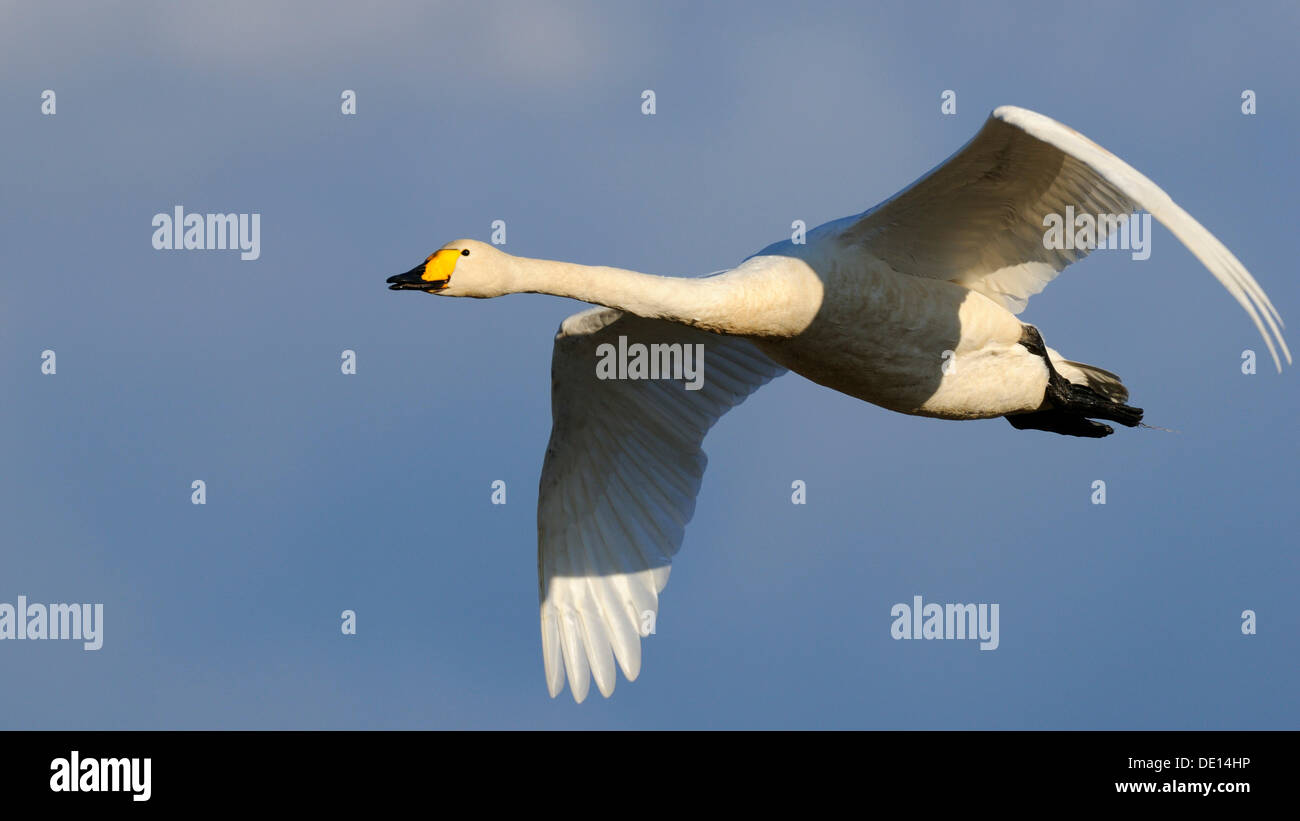 Whooper Swan (Cygnus cygnus), flying, Hornborgasjoen, Vaestergoetland, Sweden, Scandinavia, Europe Stock Photo
