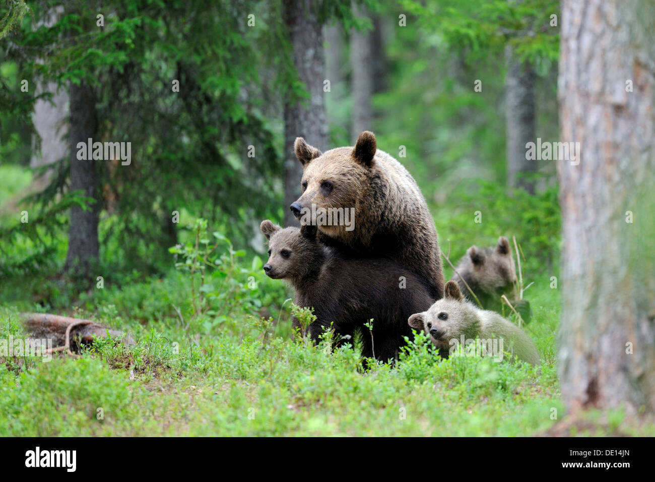 Brown bears (Ursus arctos), female with cubs in the northern coniferous forest, Martinselkonen, Karelia, eastern Finland Stock Photo