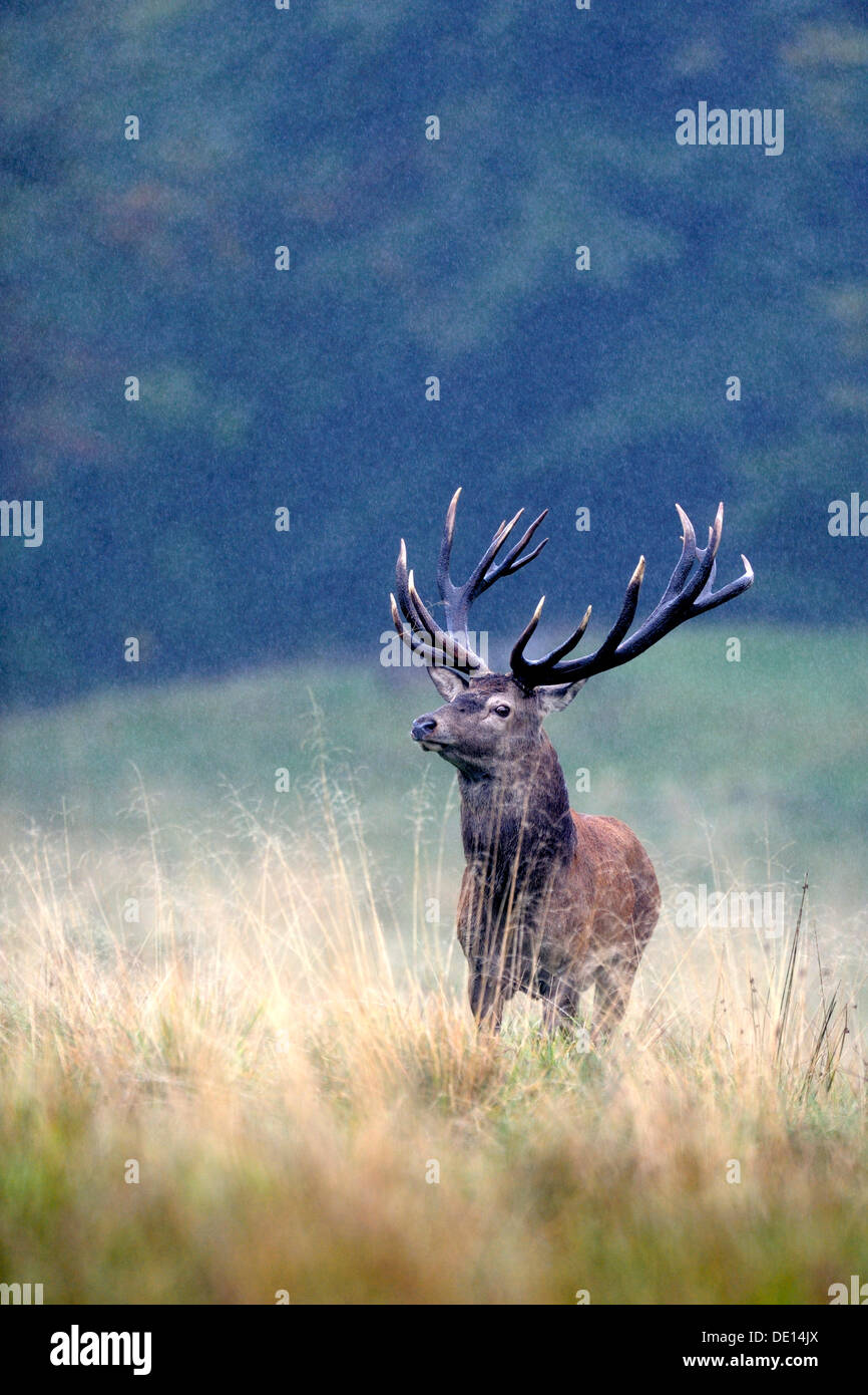 Red Deer (Cervus elaphus), stag in the rut in pouring rain, Klampenborg, Copenhagen, Denmark, Scandinavia, Europe Stock Photo