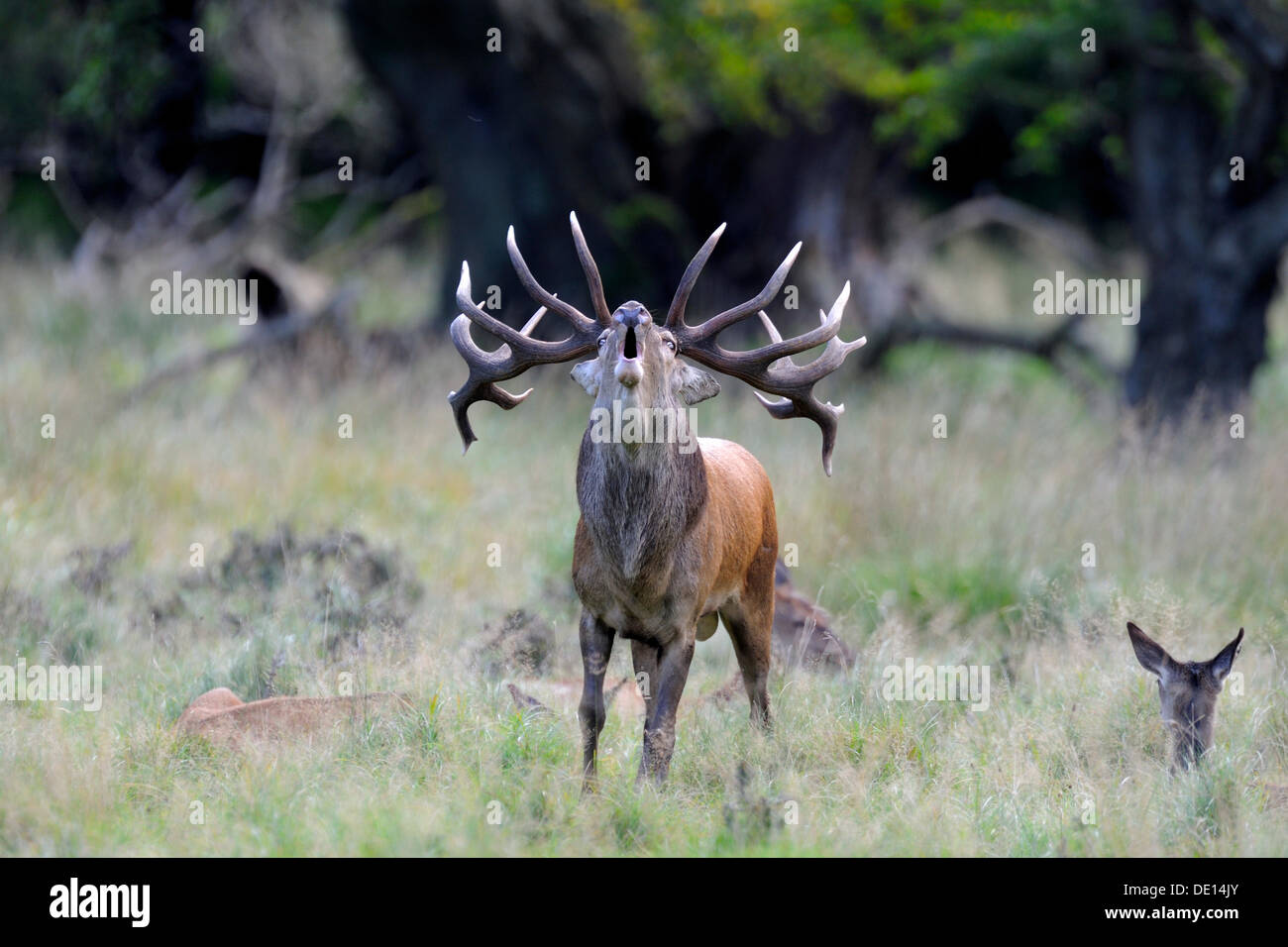 Red deer (Cervus elaphus), bugling dominant stag with harem or group of hinds, Klampenborg, Copenhagen, Denmark, Scandinavia Stock Photo