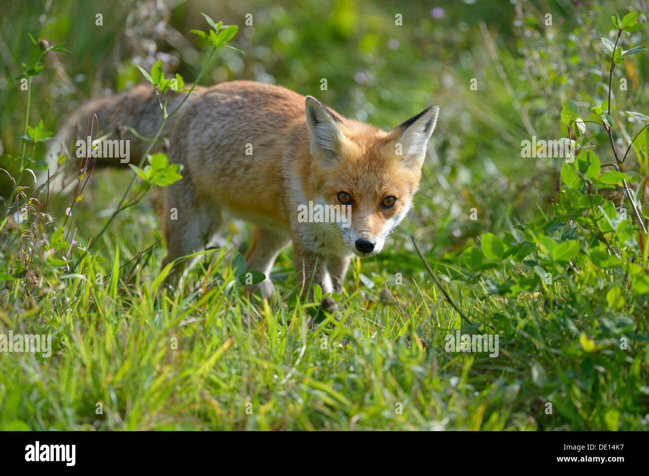 Red Fox (Vulpes vulpes) creeping through tall grass, Sihl forest, Switzerland, Europe Stock Photo