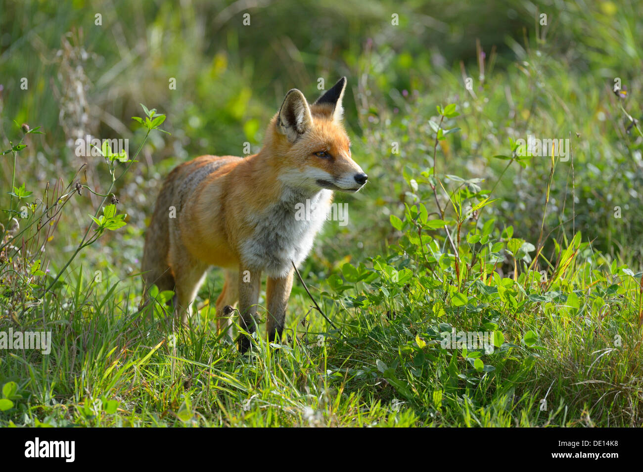 Red Fox (Vulpes vulpes), looking out for safety in a meadow, Sihl forest, Switzerland, Europe Stock Photo