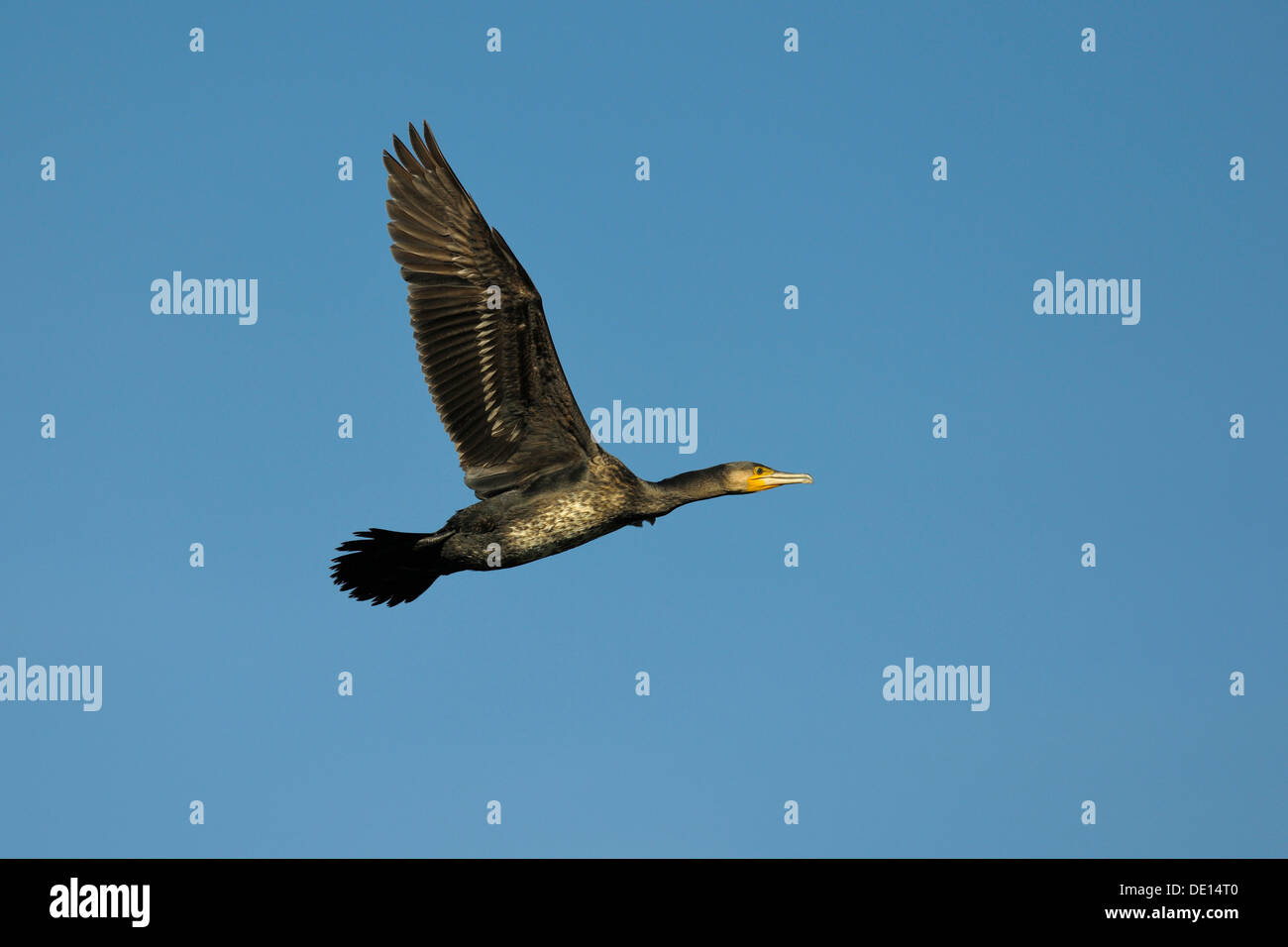 Great Cormorant (Phalacrocorax carbo) in flight, Stuttgart, Baden-Wuerttemberg Stock Photo