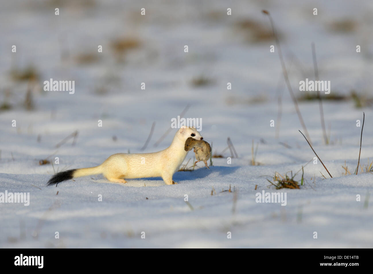 Stoat or Ermine (Mustela erminea) in its winter coat with prey, a Common Vole (Microtus arvalis), biosphere reserve, Swabian Alb Stock Photo