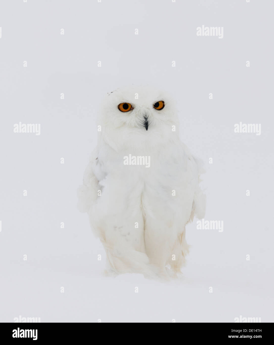 Snowy Owl (Bubo scandiacus), male in a snowstorm, Finnish Lapland, Finland, Scandinavia, Europe Stock Photo