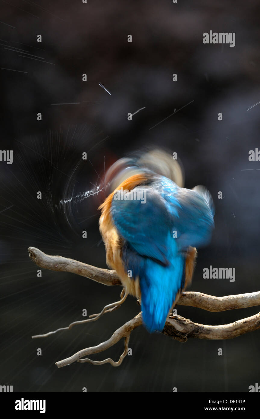 Kingfisher feathers hires stock photography and images Alamy