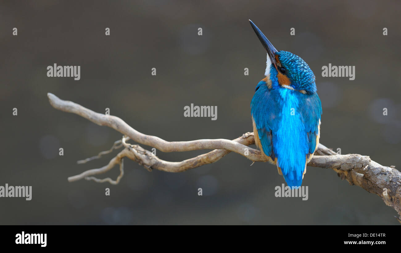 Kingfisher (Alcedo atthis) looking upward for safety, biosphere reserve, Swabian Alb, Baden-Wuerttemberg Stock Photo