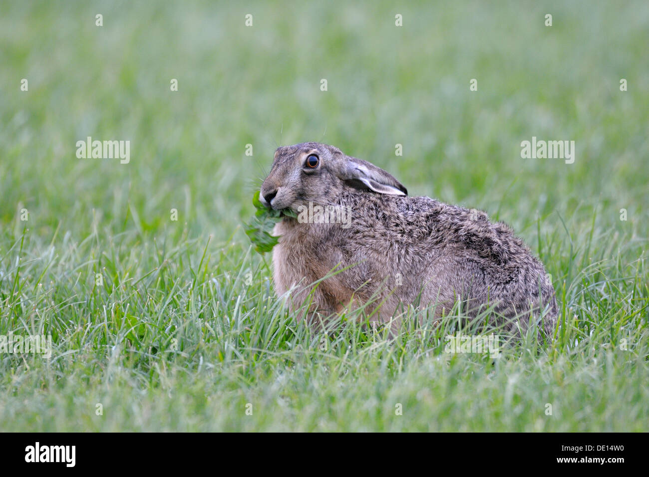 Hare (Lepus europaeus), feeding during a light drizzle, Texel, Wadden Islands, Netherlands, Holland, Europe Stock Photo