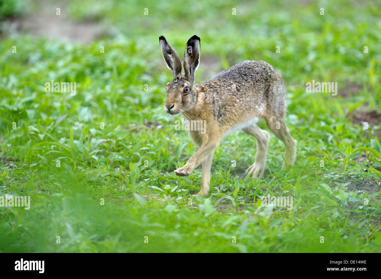 Hare (Lepus europaeus), Texel, Wadden Islands, Netherlands, Holland, Europe Stock Photo