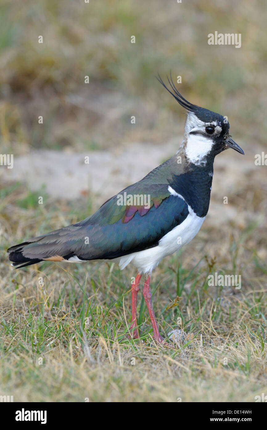 Northern Lapwing, Peewit or Green Plover (Vanellus vanellus), Texel, Wadden Islands, Netherlands, Holland, Europe Stock Photo