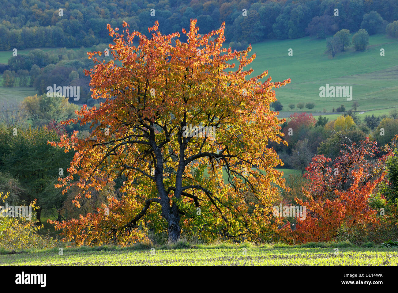 Autumn in the Biosphere Reserve Swabian Alb, autumn meadow with scattered fruit trees, Baden-Wuerttemberg Stock Photo