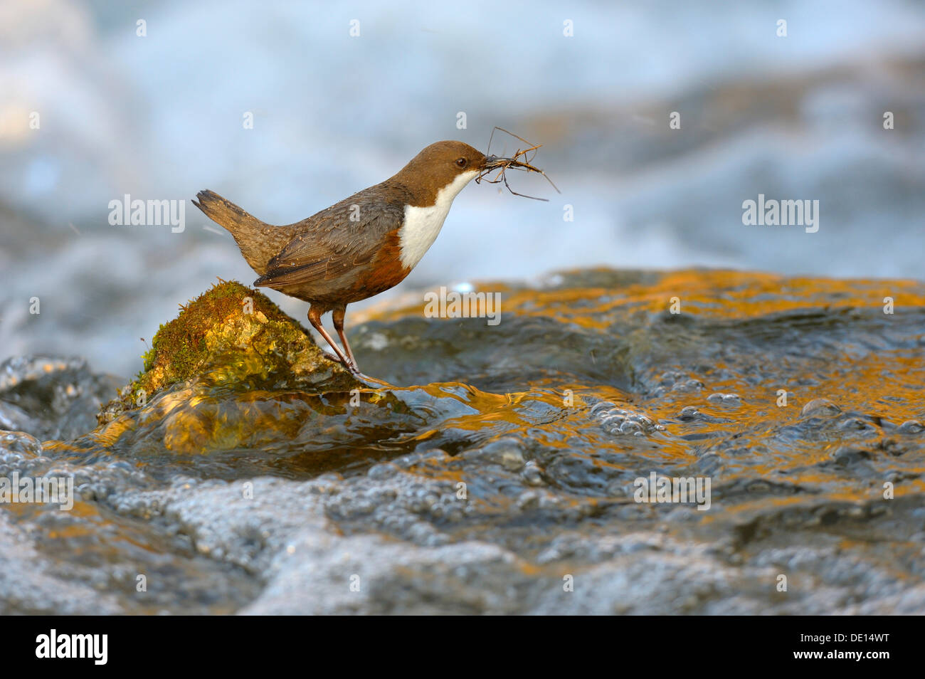 White-throated Dipper (Cinclus cinclus), with nesting material, Biosphere Reserve Swabian Alb, Baden-Wuerttemberg Stock Photo