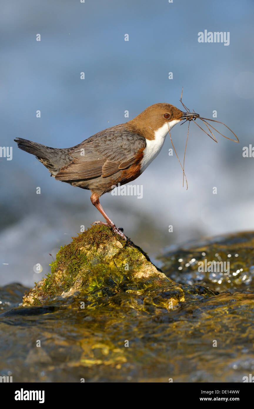 White-throated Dipper (Cinclus cinclus), with nesting material, Biosphere Reserve Swabian Alb, Baden-Wuerttemberg Stock Photo