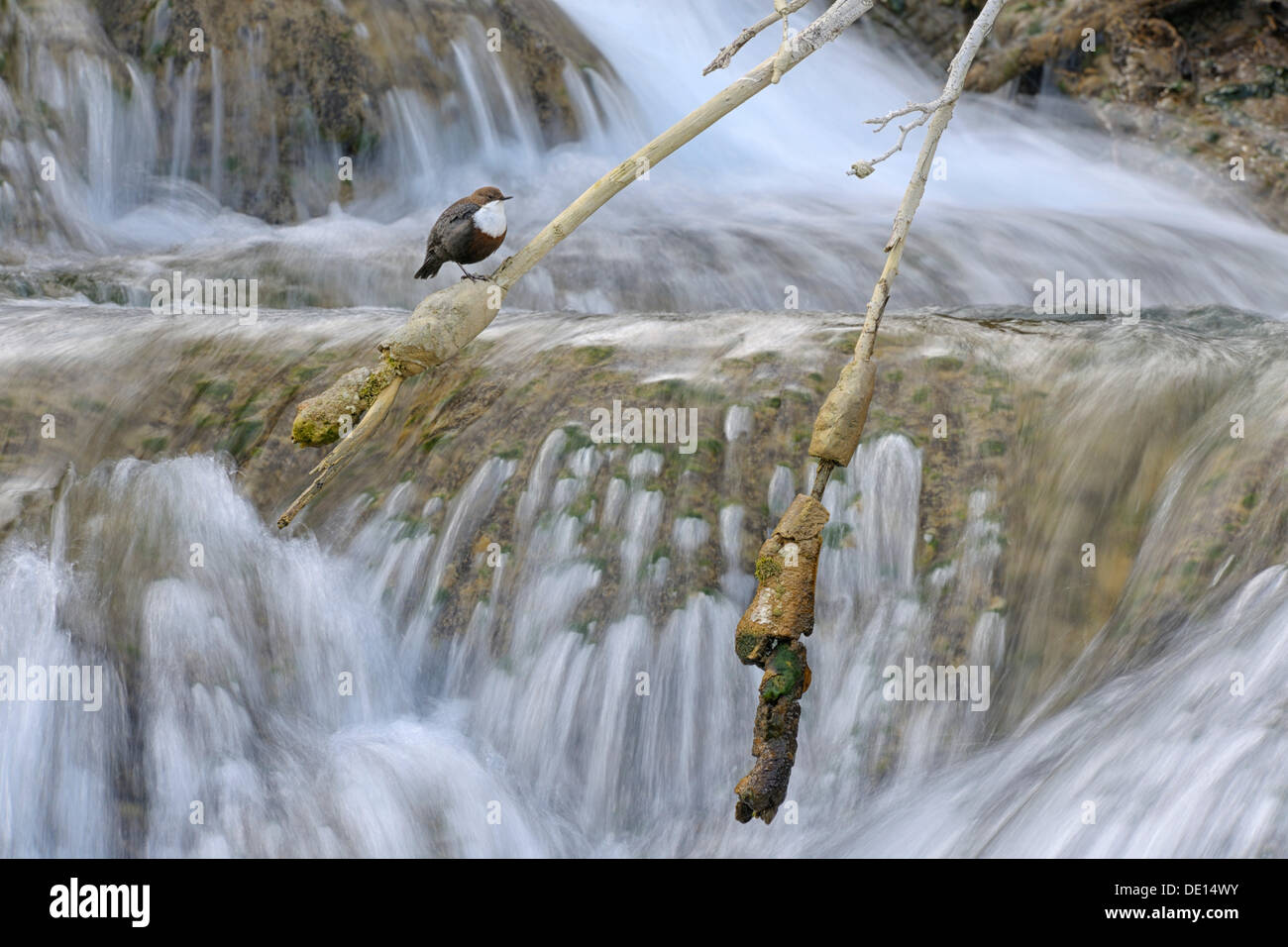 White-throated Dipper (Cinclus cinclus) in front of a waterfall, Biosphere Reserve Swabian Alb, Baden-Wuerttemberg Stock Photo