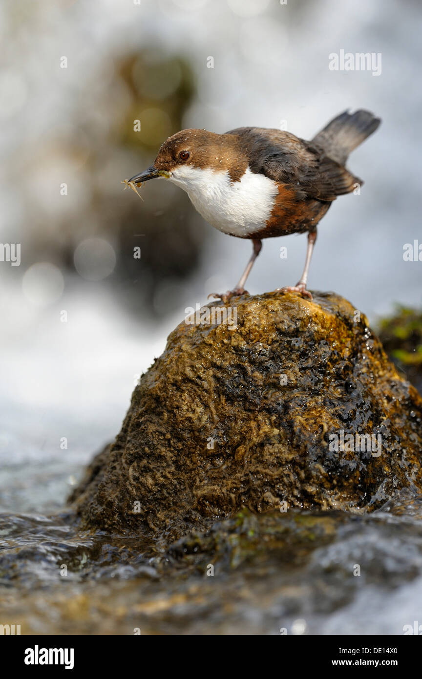 White-throated Dipper (Cinclus cinclus), with an aquatic insect in its beak, Biosphere Reserve Swabian Alb, Baden-Wuerttemberg Stock Photo