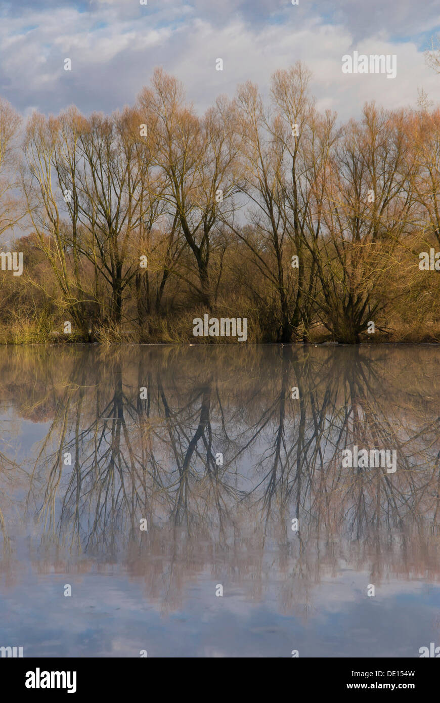 Reflection of the lakeshore during thaw, Moenchbruchweiher pond, Moenchbruch nature reserve, Hesse Stock Photo