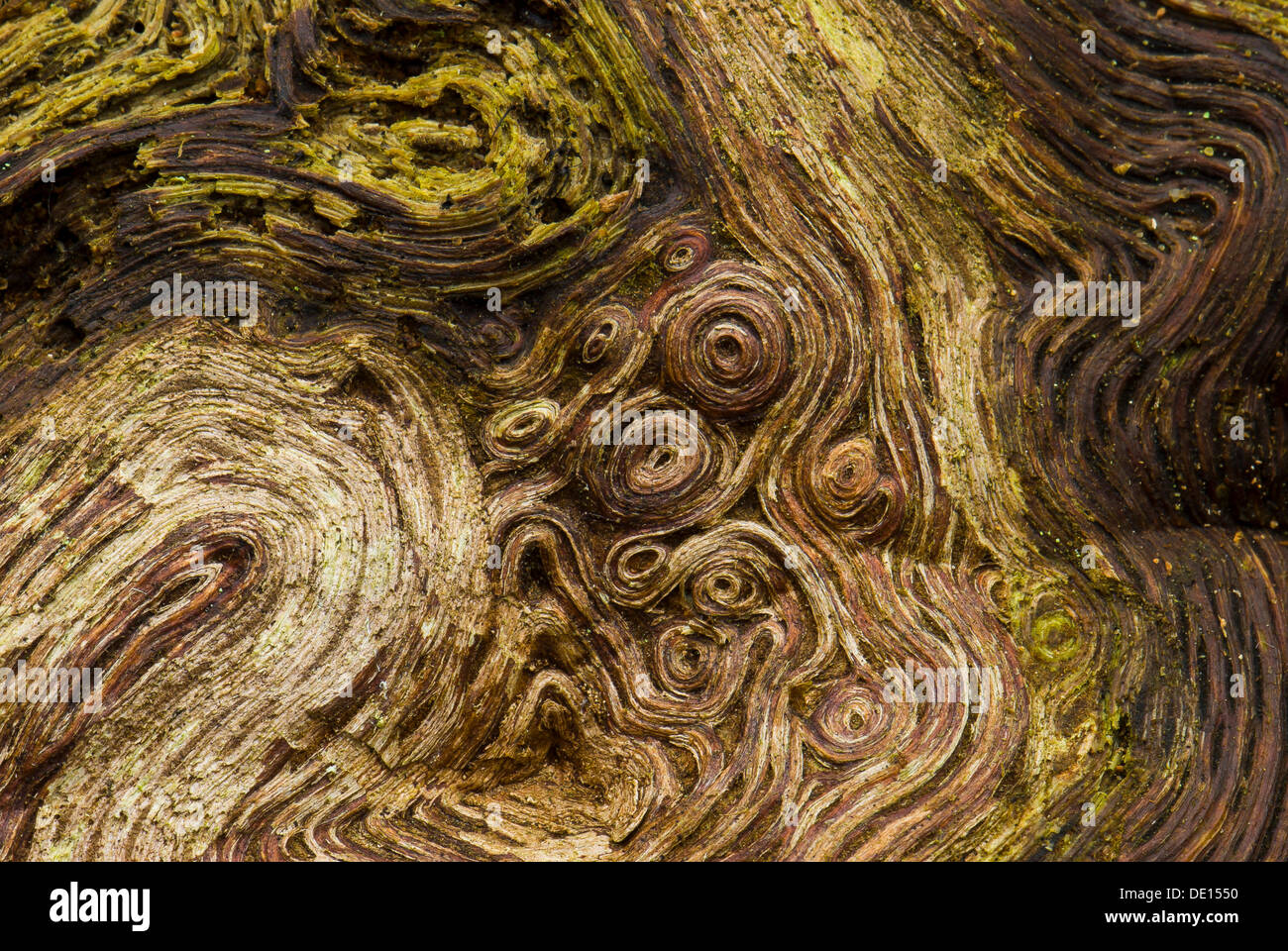 Root wood of an old oak tree (Quercus), detailed view, Moenchbruch nature reserve, Hesse Stock Photo